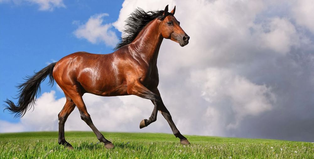 Um cavalo marrom está correndo com a palavra cavalo na frente